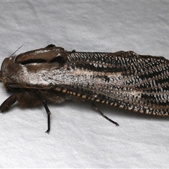 Endoxyla lituratus (A Wattle Goat Moth) at Rosedale, NSW - 2 Dec 2024 by jb2602