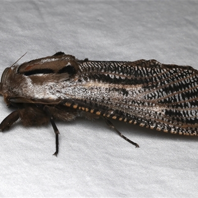 Endoxyla lituratus (A Wattle Goat Moth) at Rosedale, NSW - 3 Dec 2024 by jb2602