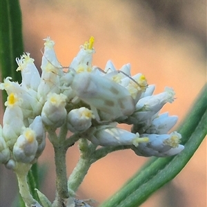 Miridae (family) at Bungendore, NSW - suppressed