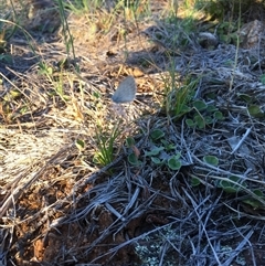 Zizina otis (Common Grass-Blue) at Bredbo, NSW - 9 Dec 2024 by WhiteRabbit