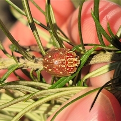 Paropsis geographica (Tortoise beetle) by clarehoneydove