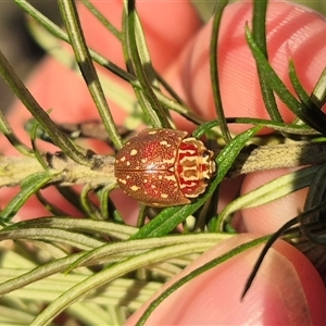 Paropsis geographica (Tortoise beetle) at Bungendore, NSW by clarehoneydove