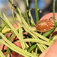 Paropsis geographica at suppressed - 9 Dec 2024