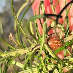 Paropsis geographica at suppressed - suppressed