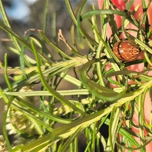 Paropsis geographica at suppressed - suppressed