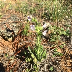 Echium vulgare (Vipers Bugloss) at Bredbo, NSW - 9 Dec 2024 by WhiteRabbit