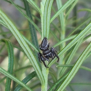 Opisthoncus sp. (genus) at Bungendore, NSW - 9 Dec 2024