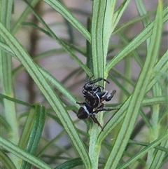 Opisthoncus sp. (genus) at Bungendore, NSW - 9 Dec 2024