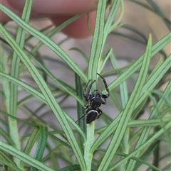 Opisthoncus sp. (genus) at Bungendore, NSW - 9 Dec 2024