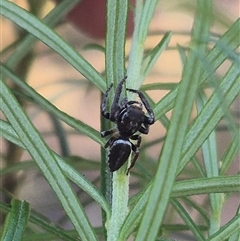 Opisthoncus sp. (genus) at Bungendore, NSW - suppressed