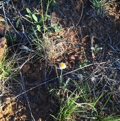 Vittadinia muelleri (Narrow-leafed New Holland Daisy) at Bredbo, NSW - 9 Dec 2024 by WhiteRabbit