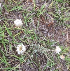 Leucochrysum albicans (Hoary Sunray) at Bredbo, NSW - 27 Nov 2024 by WhiteRabbit