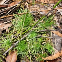 Stylidium lineare (Narrow-leaved Triggerplant) at Tianjara, NSW - 6 Dec 2024 by NathanaelC