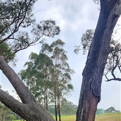 Eucalyptus microcorys at Falls Creek, NSW - 6 Dec 2024 02:34 PM