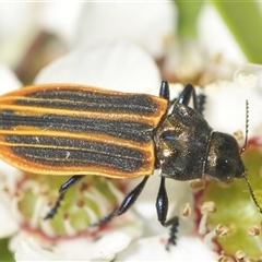 Castiarina praetermissa (lycid mimic jewel beetle) at Brindabella, ACT - 6 Dec 2024 by Harrisi