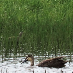 Anas superciliosa (Pacific Black Duck) at Dry Plain, NSW - 29 Dec 2023 by AndyRoo