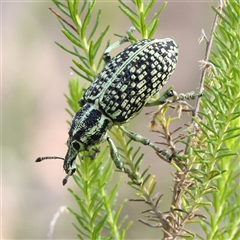 Chrysolopus spectabilis (Botany Bay Weevil) at Gundaroo, NSW - 7 Dec 2024 by ConBoekel