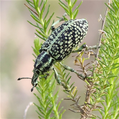 Chrysolopus spectabilis (Botany Bay Weevil) at Gundaroo, NSW - 7 Dec 2024 by ConBoekel