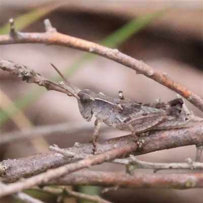 Phaulacridium vittatum at Gundaroo, NSW - 7 Dec 2024 by ConBoekel