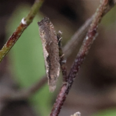 Unidentified Grasshopper (several families) at Gundaroo, NSW - 7 Dec 2024 by ConBoekel