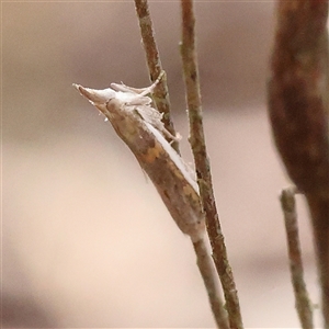 Etiella behrii (Lucerne Seed Web Moth) at Gundaroo, NSW by ConBoekel