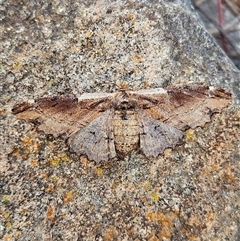 Pholodes sinistraria at Molonglo, ACT - 9 Dec 2024 09:08 AM