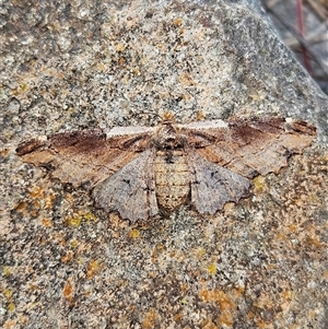 Pholodes sinistraria at Molonglo, ACT - 9 Dec 2024 09:08 AM