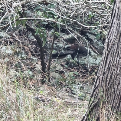 Menura novaehollandiae (Superb Lyrebird) at Tathra, NSW - 9 Dec 2024 by MattYoung