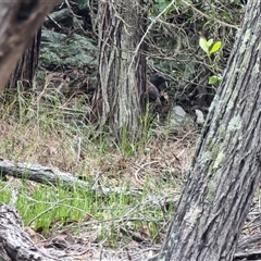 Menura novaehollandiae at Tathra, NSW - 10 Dec 2024