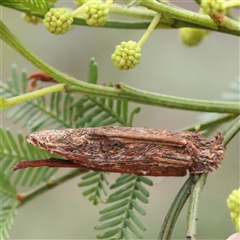 Trigonocyttara clandestina (Less-stick Case Moth) at Gundaroo, NSW - 8 Dec 2024 by ConBoekel