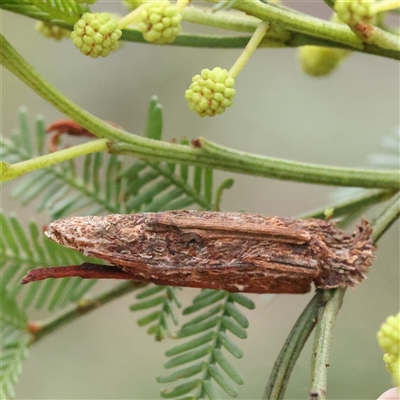 Trigonocyttara clandestina (Less-stick Case Moth) at Gundaroo, NSW - 8 Dec 2024 by ConBoekel