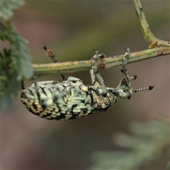 Chrysolopus spectabilis (Botany Bay Weevil) at Gundaroo, NSW - 7 Dec 2024 by ConBoekel