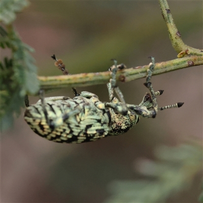 Chrysolopus spectabilis (Botany Bay Weevil) at Gundaroo, NSW - 7 Dec 2024 by ConBoekel