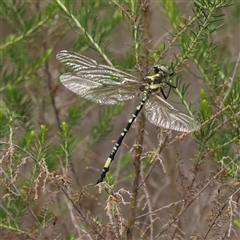 Synthemis eustalacta (Swamp Tigertail) at Gundaroo, NSW - 8 Dec 2024 by ConBoekel