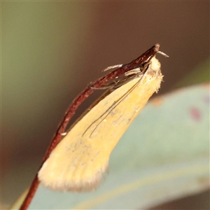 Telocharacta metachroa (A concealer moth) at Gundaroo, NSW by ConBoekel