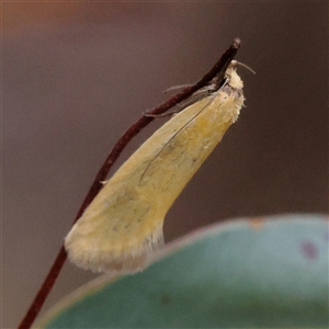 Telocharacta metachroa at Gundaroo, NSW - 8 Dec 2024 08:07 AM