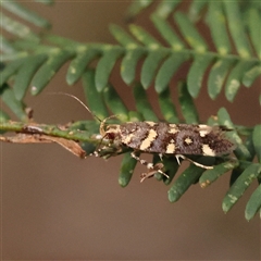 Macrobathra myriophthalma (A Cosmet moth (Cosmopteriginae)) at Gundaroo, NSW - 8 Dec 2024 by ConBoekel