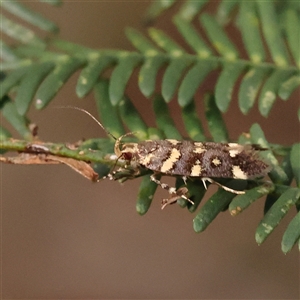 Macrobathra myriophthalma at Gundaroo, NSW - 8 Dec 2024 08:04 AM