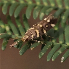 Macrobathra myriophthalma at Gundaroo, NSW - 8 Dec 2024 08:04 AM