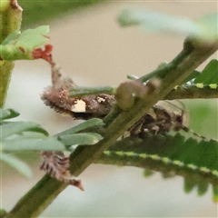 Macrobathra myriophthalma at Gundaroo, NSW - 8 Dec 2024 08:04 AM