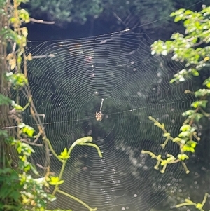 Araneus eburnus at Chatswood West, NSW by Tasmanianwolf