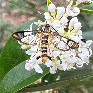 Ichneumenoptera chrysophanes at Ainslie, ACT - 7 Dec 2024