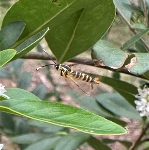 Ichneumenoptera chrysophanes at Ainslie, ACT - 7 Dec 2024