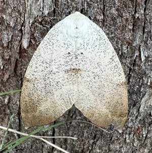 Gastrophora henricaria at Rendezvous Creek, ACT - 9 Dec 2024 11:35 AM