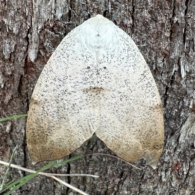 Gastrophora henricaria (Fallen-bark Looper, Beautiful Leaf Moth) at Rendezvous Creek, ACT - 9 Dec 2024 by Pirom