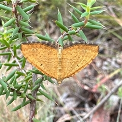 Chrysolarentia correlata (Yellow Carpet) at Rendezvous Creek, ACT - 9 Dec 2024 by Pirom