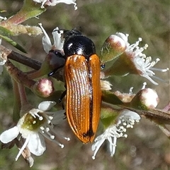 Castiarina rufipennis at Queanbeyan West, NSW - 10 Dec 2024 07:08 AM