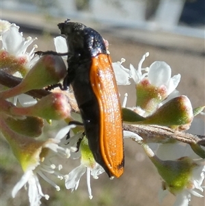 Castiarina rufipennis at Queanbeyan West, NSW - 10 Dec 2024 07:08 AM