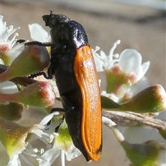 Castiarina rufipennis at Queanbeyan West, NSW - 10 Dec 2024 07:08 AM