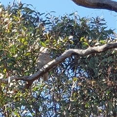 Dacelo novaeguineae (Laughing Kookaburra) at Ainslie, ACT - 10 Dec 2024 by Jeanette